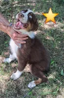 Blue, a male Australian Shepherd for sale in Constable, NY – 1 of 10