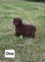 One, a male Australian Shepherd for sale in Constable, NY – 2 of 4