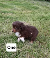 One, a male Australian Shepherd for sale in Constable, NY – 3 of 4