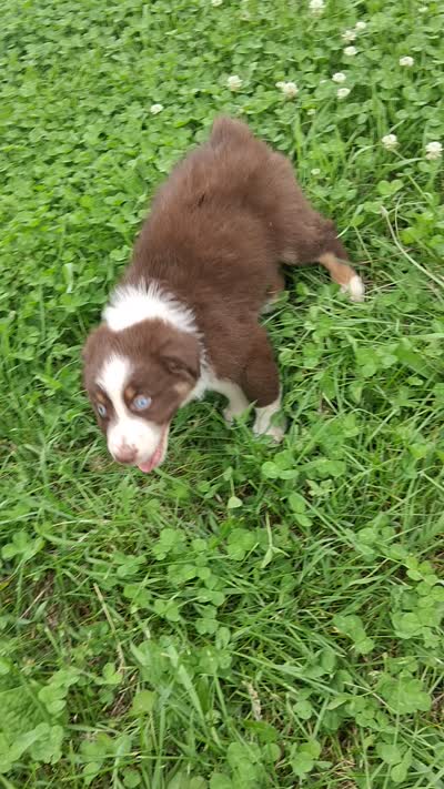Blue, a male Australian Shepherd for sale in Constable, NY – 7 of 7