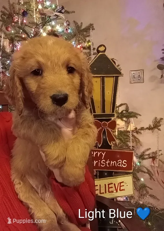 L. Blue F1 ETB – English Goldendoodle puppy for sale in Constable, NY