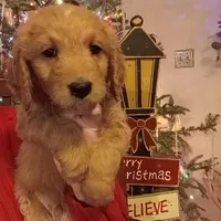 L. Blue F1 ETB, a male English Goldendoodle for sale in Constable, NY – Photo 1 of 2