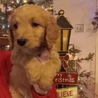 L. Blue F1 ETB, a male English Goldendoodle for sale in Constable, NY – Photo 2 of 2