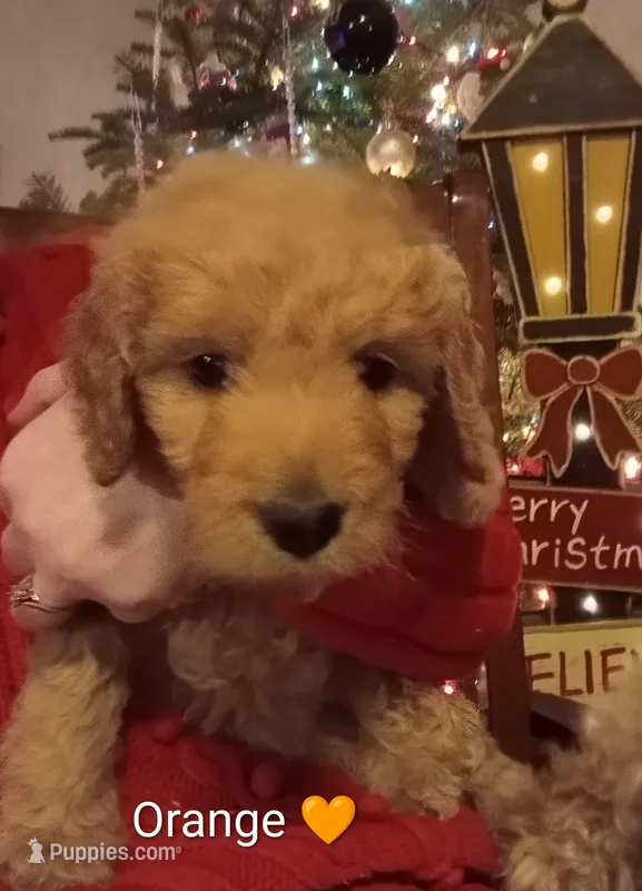 Orange F1 ETB – English Goldendoodle puppy for sale in Constable, NY