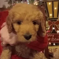 Orange F1 ETB, a female English Goldendoodle for sale in Constable, NY – Photo 1 of 6