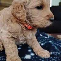 Orange F1 ETB, a female English Goldendoodle for sale in Constable, NY – Photo 4 of 6