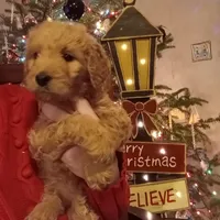 Orange F1 ETB, a female English Goldendoodle for sale in Constable, NY – Photo 2 of 6