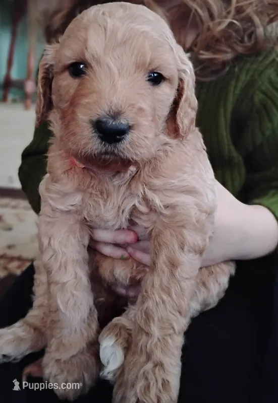 Orange F1 ETB – English Goldendoodle puppy for sale in Constable, NY