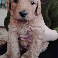 Orange F1 ETB, a female English Goldendoodle for sale in Constable, NY – Photo 3 of 6