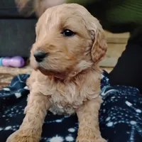 Orange F1 ETB, a female English Goldendoodle for sale in Constable, NY – Photo 5 of 6