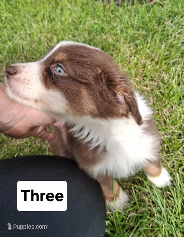 Three – Australian Shepherd puppy for sale in Constable, NY