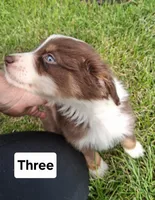 Three, a male Australian Shepherd for sale in Constable, NY – 1 of 3