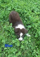 Blue, a male Australian Shepherd for sale in Constable, NY – 2 of 7