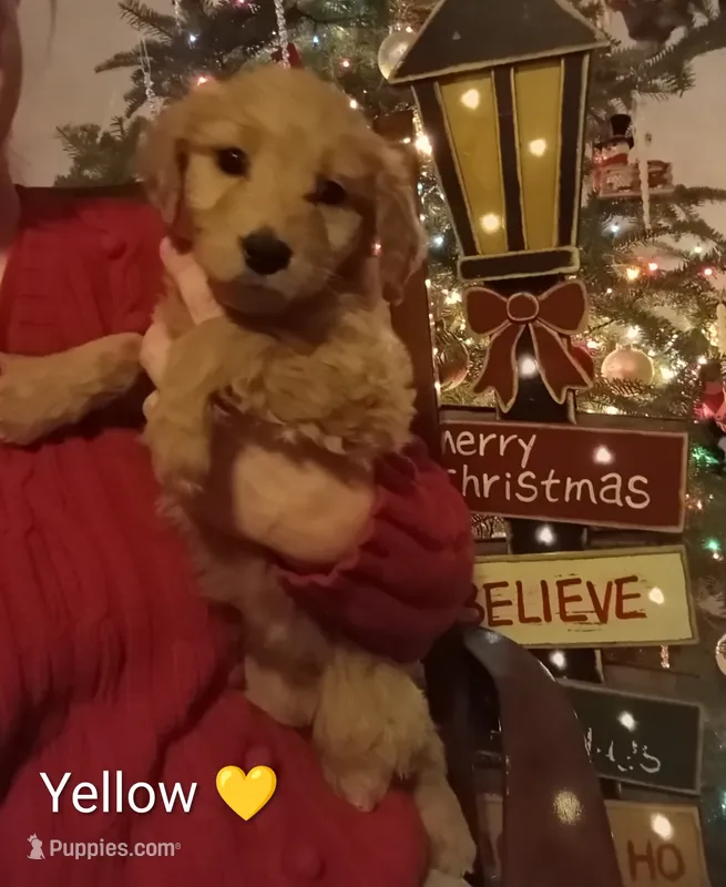 Yellow F1 ETB – English Goldendoodle puppy for sale in Constable, NY