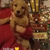 Yellow F1 ETB, a female English Goldendoodle for sale in Constable, NY – Photo 1 of 2