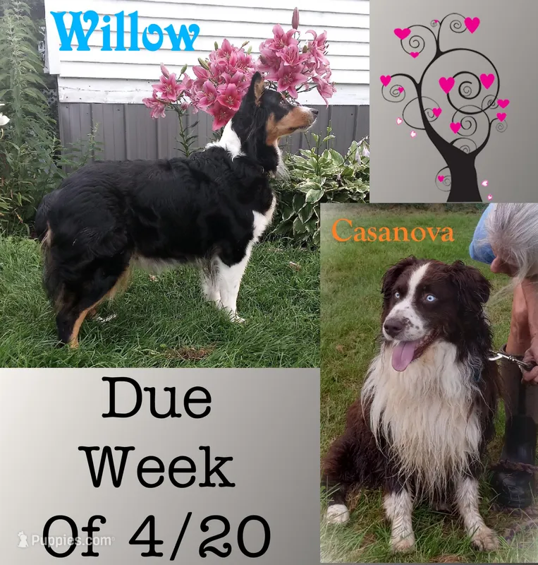 AKC Puppies, a  Australian Shepherd for sale in Constable, NY – Photo 1 of 4