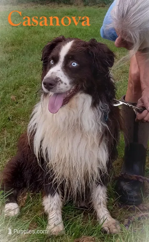 AKC Puppies – Australian Shepherd puppy for sale in Constable, NY