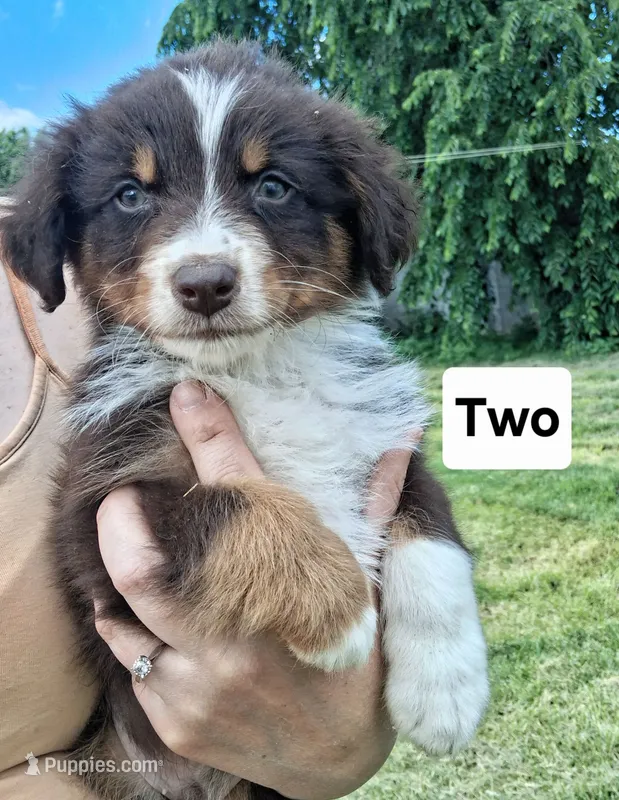 Two – Australian Shepherd puppy for sale in Constable, NY