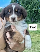 Two, a male Australian Shepherd for sale in Constable, NY – 1 of 4