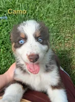 Camo, a male Australian Shepherd for sale in Constable, NY – 2 of 10