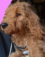 Pink, a female English Goldendoodle for sale in Constable, NY – Photo 2 of 4