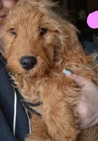 Pink, a female English Goldendoodle for sale in Constable, NY – Photo 4 of 4