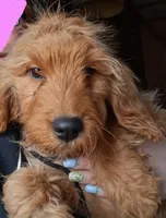 Pink, a female English Goldendoodle for sale in Constable, NY – Photo 1 of 4