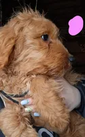 Pink, a female English Goldendoodle for sale in Constable, NY – Photo 3 of 4