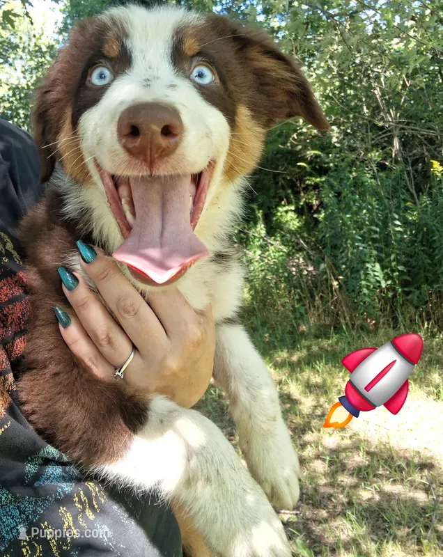 Camo – Australian Shepherd puppy for sale in Constable, NY
