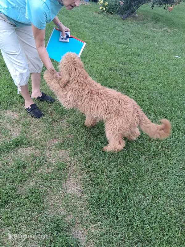 Fluffy – English Goldendoodle puppy for sale in Constable, NY