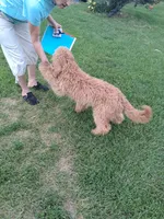Fluffy, a male English Goldendoodle for sale in Constable, NY – 1 of 2