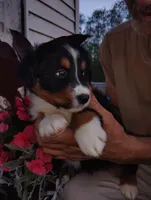 Purple, a female Australian Shepherd for sale in Constable, NY – 2 of 2