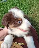 Camo, a male Australian Shepherd for sale in Constable, NY – 4 of 10