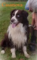 Three, a male Australian Shepherd for sale in Constable, NY – 6 of 9