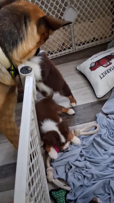 Three, a male Australian Shepherd for sale in Constable, NY – 7 of 9