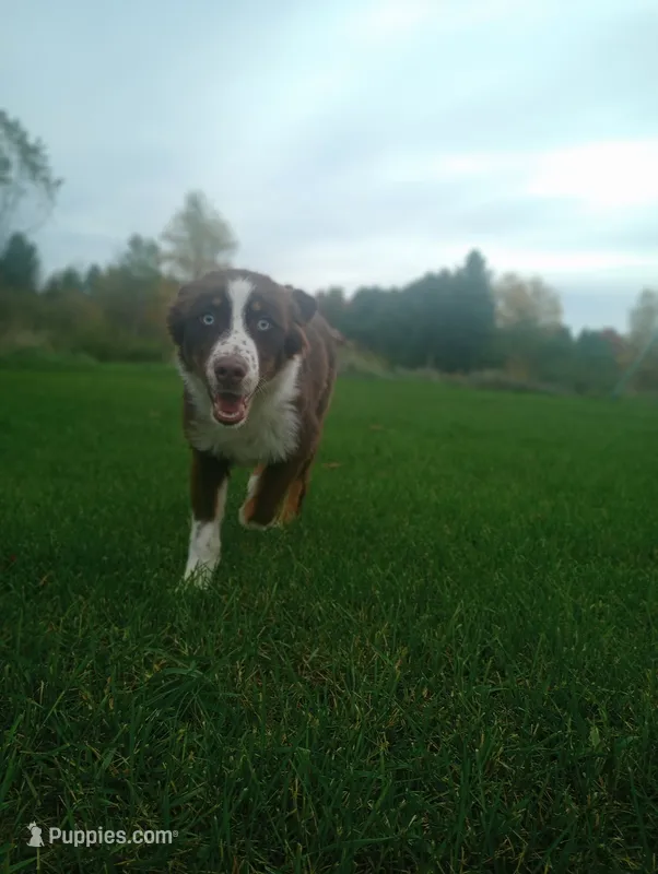 Blue – Australian Shepherd puppy for sale in Constable, NY