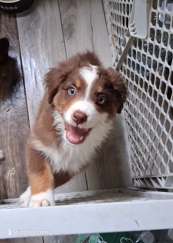 Three – Australian Shepherd puppy for sale in Constable, NY