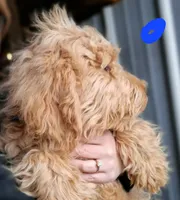 Dark Blue, a male English Goldendoodle for sale in Constable, NY – Photo 1 of 4