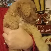 Dark Blue, a male English Goldendoodle for sale in Constable, NY – Photo 2 of 2