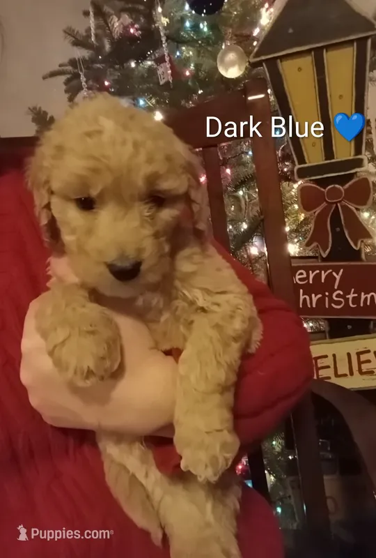 Dark Blue – English Goldendoodle puppy for sale in Constable, NY