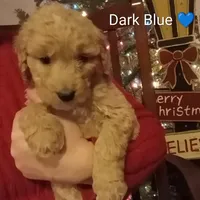 Dark Blue, a male English Goldendoodle for sale in Constable, NY – Photo 1 of 2