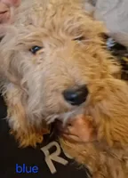 Dark Blue, a male English Goldendoodle for sale in Constable, NY – Photo 2 of 4