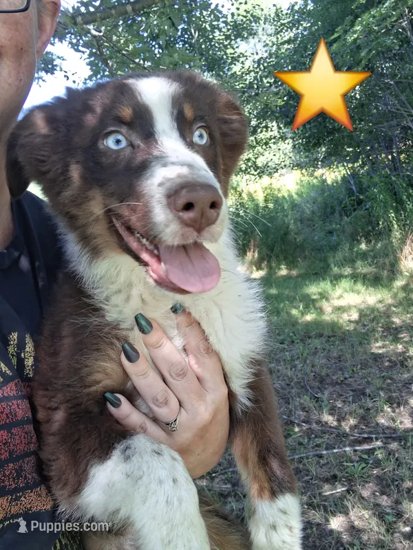 Blue – Australian Shepherd puppy for sale in Constable, NY