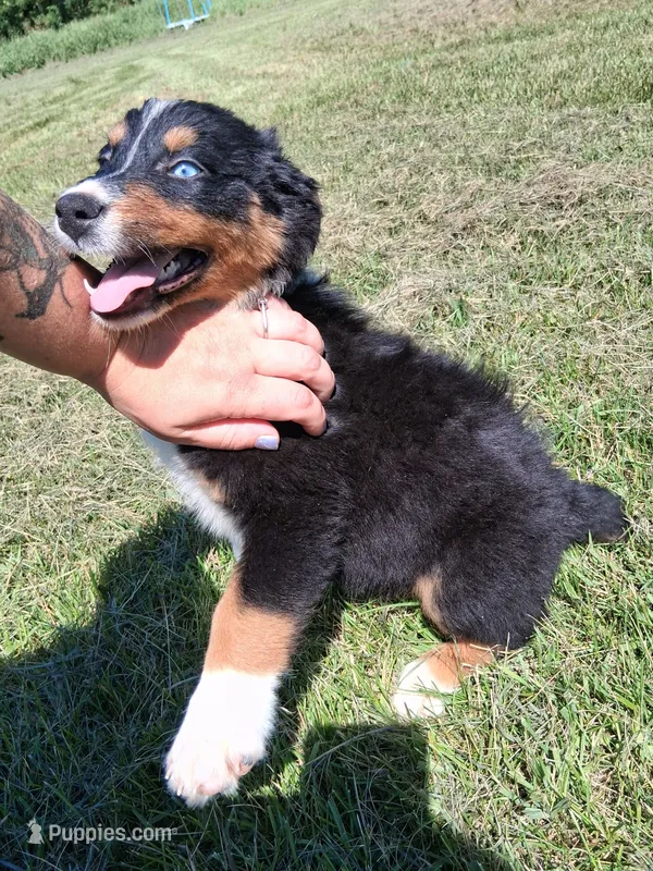 Purple – Australian Shepherd puppy for sale in Constable, NY