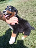 Purple, a female Australian Shepherd for sale in Constable, NY – 1 of 10