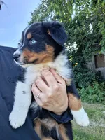 Purple, a female Australian Shepherd for sale in Constable, NY – 5 of 10