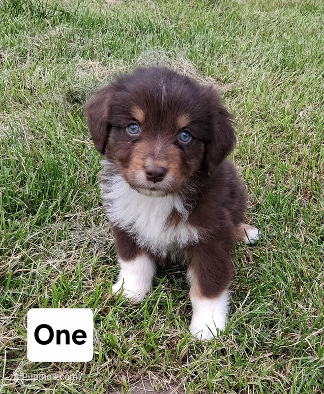 One – Australian Shepherd puppy for sale in Constable, NY