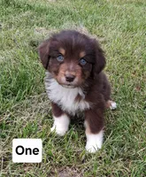 One, a male Australian Shepherd for sale in Constable, NY – 1 of 4