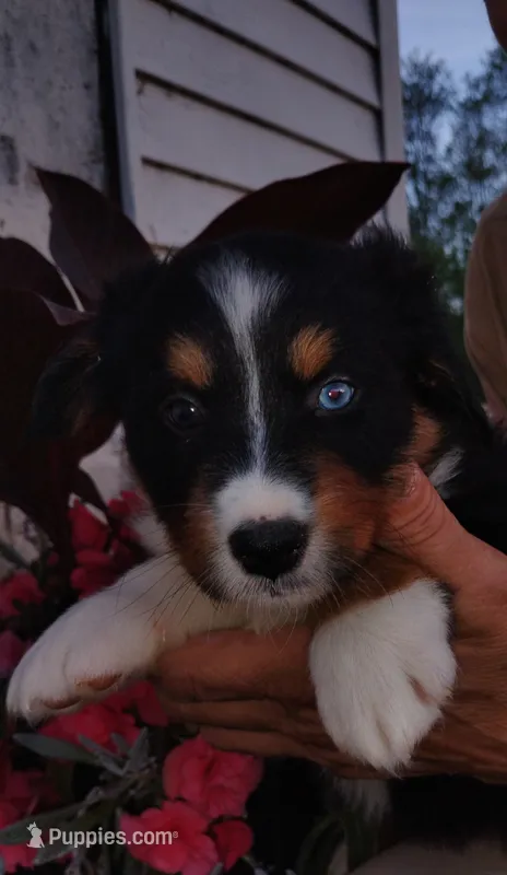 Purple – Australian Shepherd puppy for sale in Constable, NY