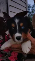 Purple, a female Australian Shepherd for sale in Constable, NY – 1 of 2
